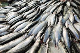 Imagem de peixes