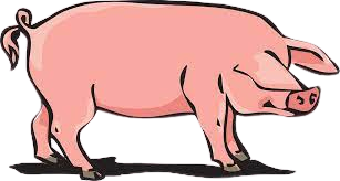 Imagem de suinos